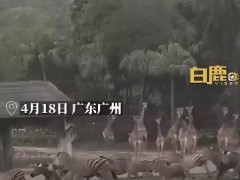 广州暴雨前夕野生动物园动物狂奔 究竟发生了什么？（图）