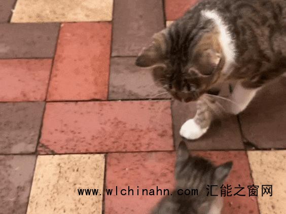 流浪猫被喂食物后带孩子找上门 母爱无界
