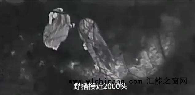 天呐!野猪在26个省份成了祸害