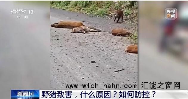 天呐!野猪在26个省份成了祸害