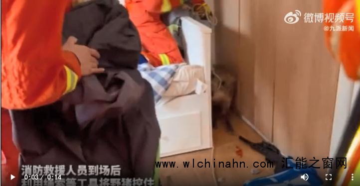 北京一居民家闯进一50斤野猪 