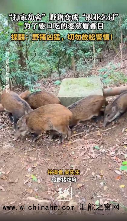 数十头野猪拖家带口乞讨为生