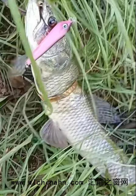 男子钓上一条自带&ldquo;赎金&rdquo;的鱼