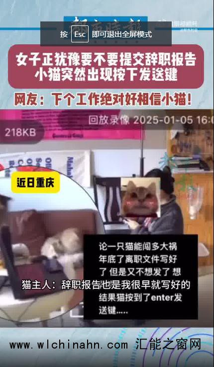 小猫突然出现按下辞职报告发送键