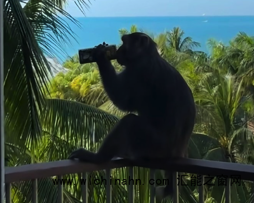 酒店回应猴子进客房偷水果：建议关好门窗