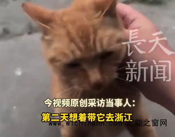 时隔6年回老家发现老猫还在守家