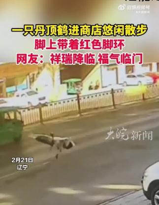 丹顶鹤进商店散步 脚上戴着红色脚环