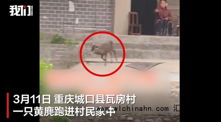 重庆一30多斤重的黄麂跑进村民家