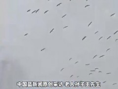 老人去世下葬当天飞来一群仙鹤 究竟发生了什么？