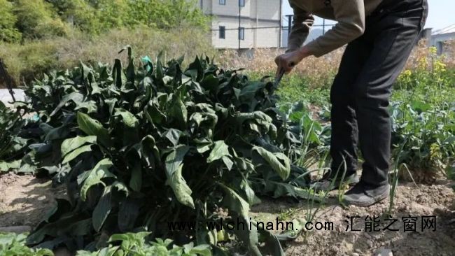 村民种出16多斤巨无霸菠菜 罕见体型引关注