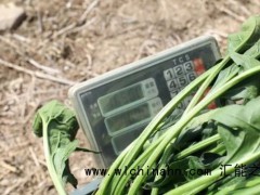 村民种出16多斤巨无霸菠菜 究竟发生了什么？