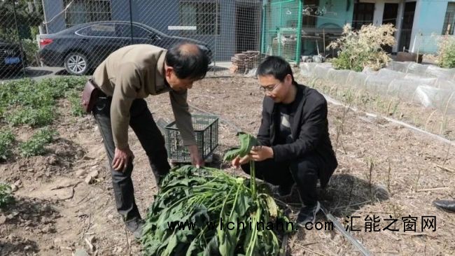 村民种出16多斤巨无霸菠菜 罕见体型引关注