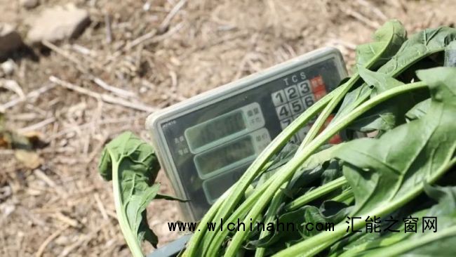 村民种出16多斤巨无霸菠菜