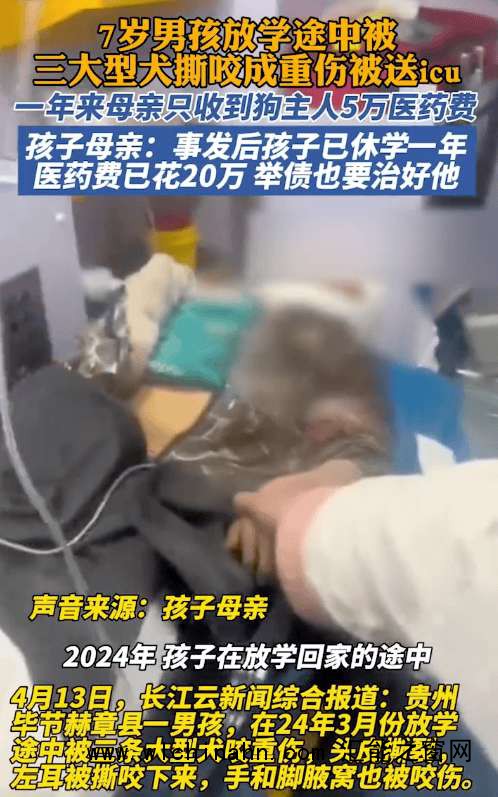 7岁男孩上学途中遭3只大型犬撕咬