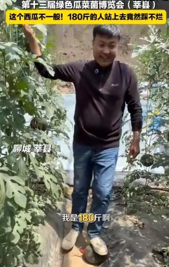 新品种西瓜皮硬到180斤大汉踩不烂