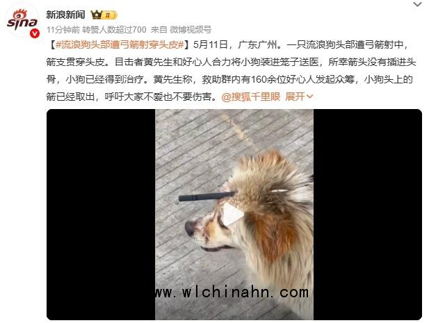 流浪狗头部遭弓箭射穿头皮