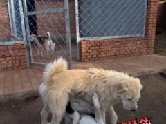 中国下司犬外网爆火 被称为中国狗王 究竟发生了什么？