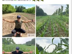 任达华在山东老家收完麦子又种玉米 究竟发生了什么？