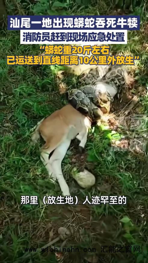 广东一20斤蟒蛇生吞牛犊