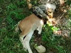 广东一20斤蟒蛇生吞牛犊 究竟发生了什么？