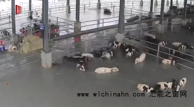 台湾120头牛被大水冲进太平洋