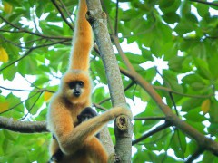 太意外了!秦始皇祖母陵出土长臂猿为灭绝新物种,发现了调控长臂猿“胳膊长”的基因“SHH”等!