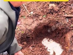 父爱如山！女子即将结婚 父母取出封存的女儿红 这坛酒足足有一百斤，封在树下好多年！