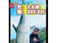 太壮观!男子钓出227.2斤鱼王引围观,吸引大批游客、渔民围观!