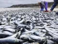 日本强震前2000条沙丁鱼搁浅北海道,科学与猜想之间,横亘着一片未知的深海!