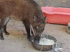 男子收养野猪一年从30斤长到150斤,小野猪三次上门乞食!
