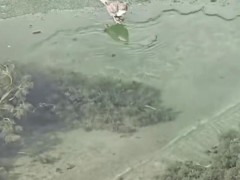 起猛了 看见一只鸟在潜水捕鱼 究竟发生了什么?