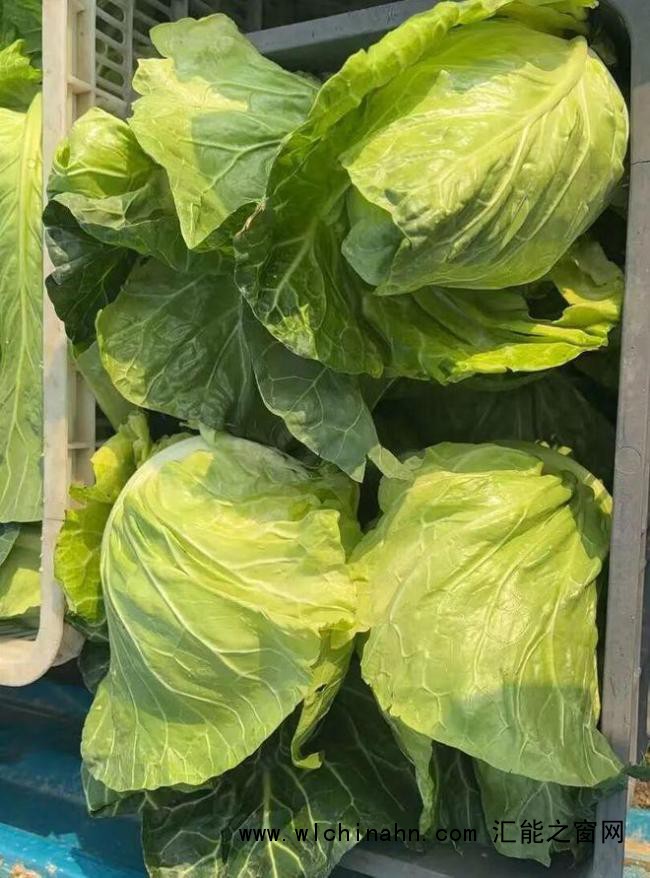 儿子离世留上万斤蔬菜 父亲获帮助 爱心助农接力中