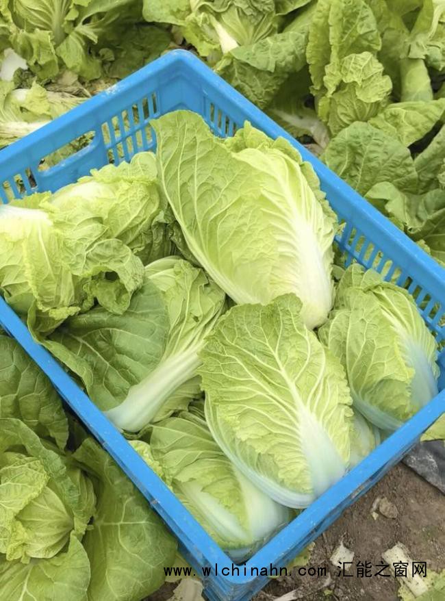 儿子离世留上万斤蔬菜 父亲获帮助 爱心助农接力中