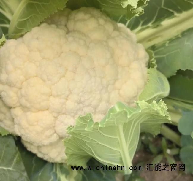 儿子离世留上万斤蔬菜 父亲获帮助 爱心助农接力中