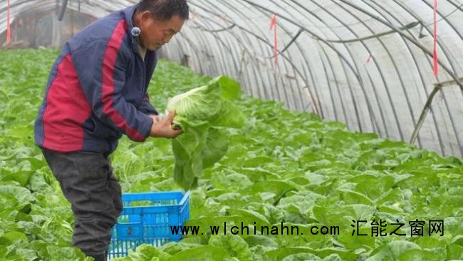 儿子离世留上万斤蔬菜 父亲获帮助 爱心助农接力中