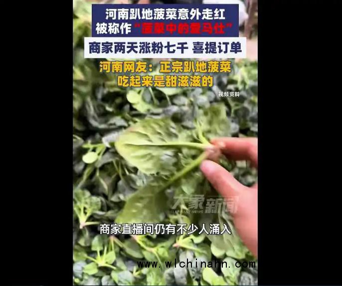 河南趴地菠菜走红