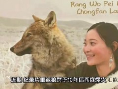 《重返狼群》10年后再度爆火 究竟发生了什么?