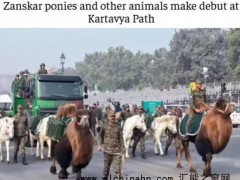 太意外!印度阅兵首次派出动物方队 究竟发生了什么?