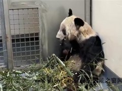 丫丫回国两年多已判若两熊 究竟发生了什么?