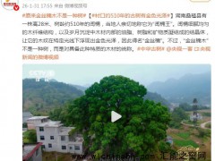 原来金丝楠木不是一种树 究竟发生了什么？