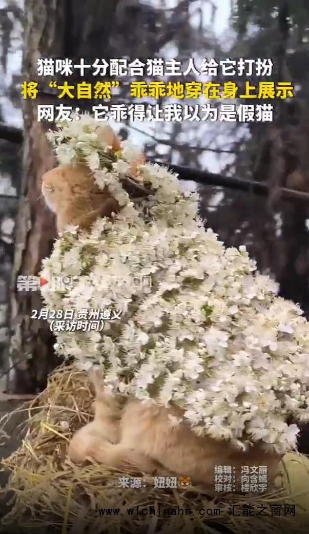 猫咪配合主人打扮 乖得像假猫
