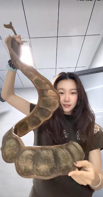 女子带1米长巨大豆荚坐飞机引围观