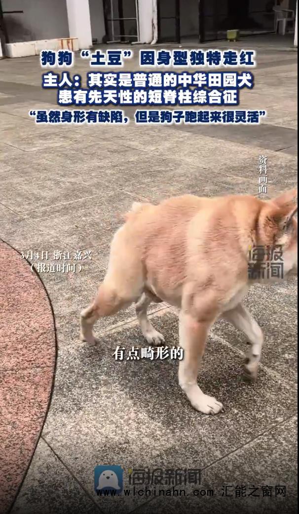 狗子因天生短一截身型独特走红
