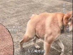 狗子因天生短一截身型独特走红 究竟发生了什么？