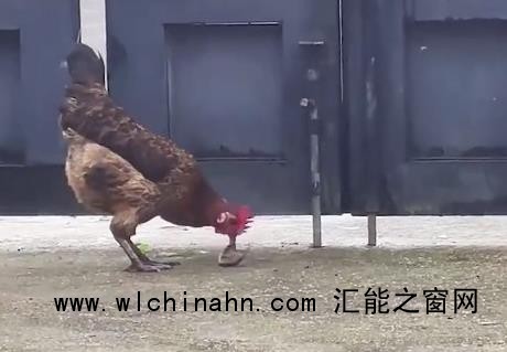 公鸡遇上小蛇顷刻间胜负已分