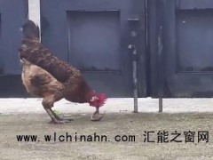 公鸡遇上小蛇顷刻间胜负已分 究竟发生了什么？