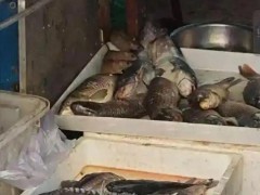 三只老鼠在鱼档吃“自助餐” 鱼档变鼠辈食堂！