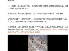 一虎带5崽的虎妈近况来了,目前情况如何？