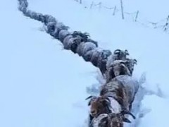牧民拍的羊群转场像电影大片，一眼沦陷在草原风光里